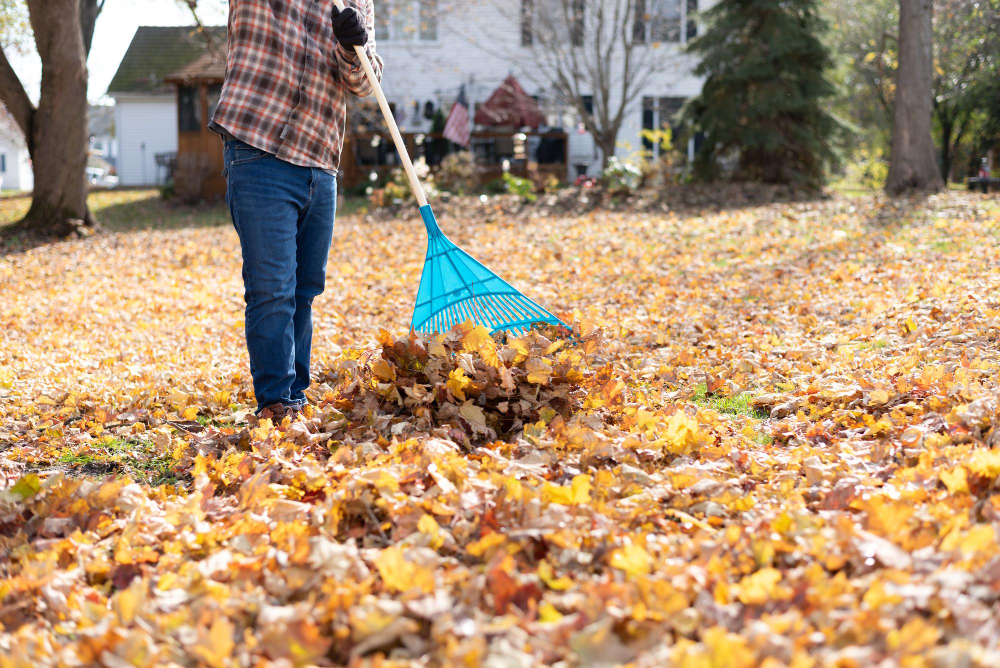 Common Wastes to Clean Out in Your Yard